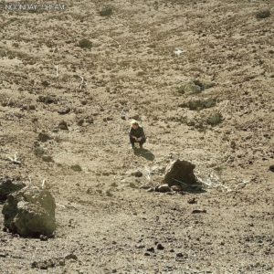 Ben Howard: “Noonday dream” (2018)